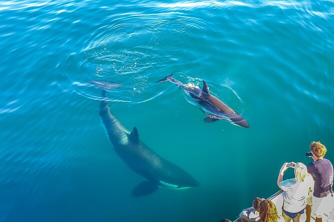 Auckland Dolphin and Whale Watching Eco-Safari Cruise - Key points to know before booking