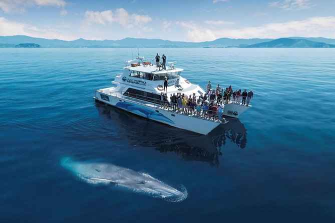 Auckland Dolphin and Whale Watching Eco-Safari Cruise - Why this Auckland cruise feels different