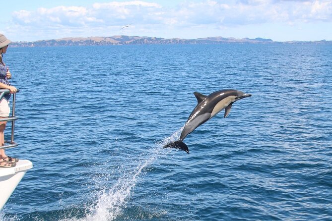 Auckland Dolphin and Whale Watching Eco-Safari Cruise - Hauraki Gulf Marine Park and the wildlife search