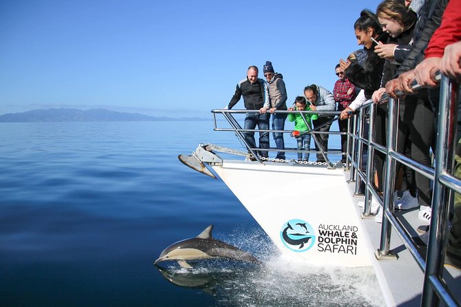 Auckland Dolphin and Whale Watching Eco-Safari Cruise - From Waitematā Harbour to the Auckland Harbour Bridge