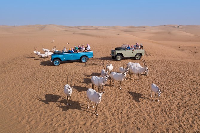 Authentic Safari in Vintage Land Rover with Traditional Dinner - The falcon show at sunset