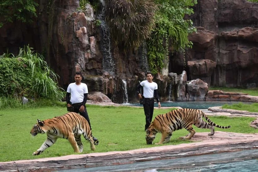 Bali: Taman Safari and Elephant Feeding with Hotel Transfer - Riding the Safari Tram through the animal areas
