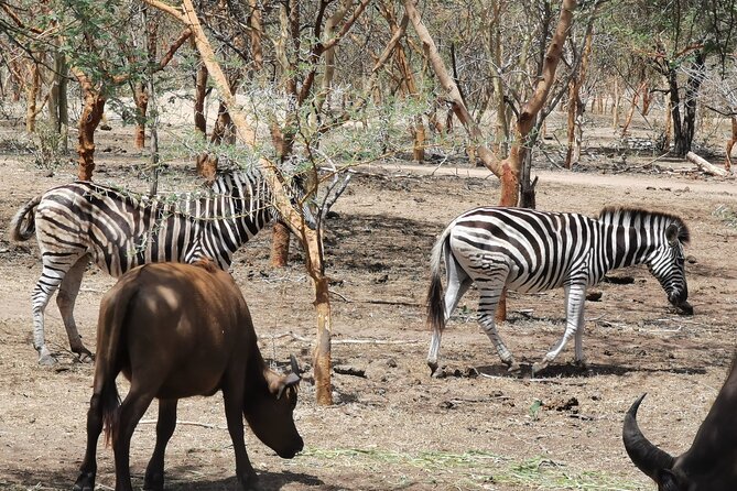 Bandia Park Safari (Minimum 2 Participants) - A two-hour 4x4 ride among baobabs and wildlife