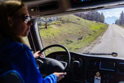 Banff: Evening Wildlife Safari Guided Tour
