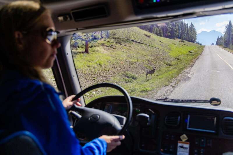 Banff: Evening Wildlife Safari Guided Tour - Starting from Banff hotels between 4:55 and 7:35