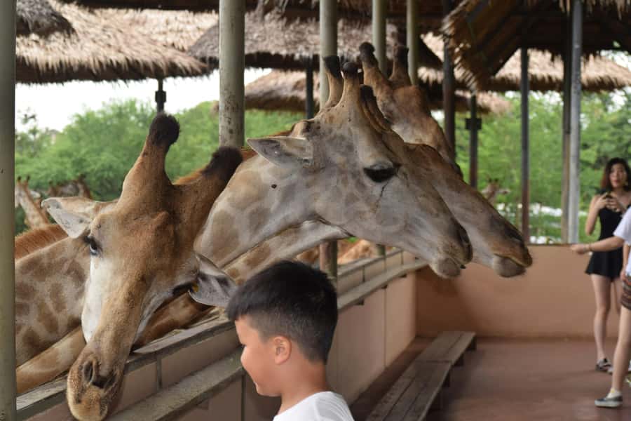 Bangkok Safari & Marine Park - The real draw: predators beside the car