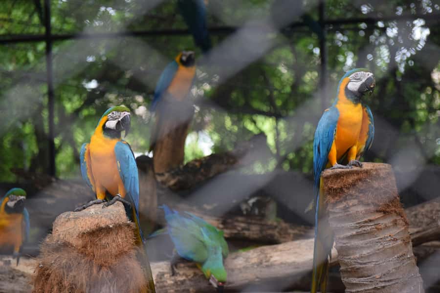 Bangkok Safari & Marine Park - Eight hours at Safari World Bangkok