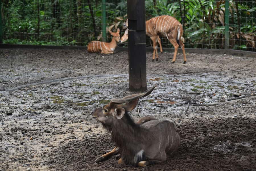 Bangkok Safari & Marine Park - Tickets are the detail that changes the value