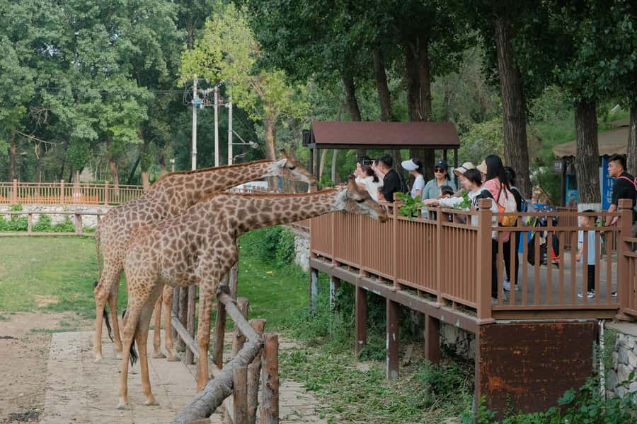 Bangkok Safari & Marine Park - Food, the buffet, and what to pack