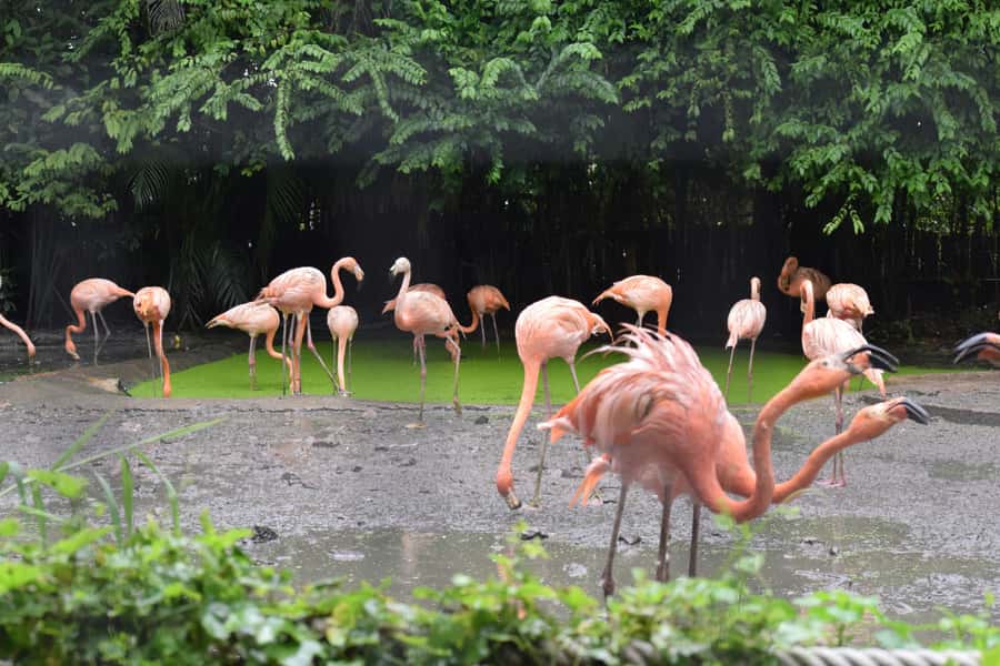 Bangkok Safari & Marine Park - What the price buys, and what it does not