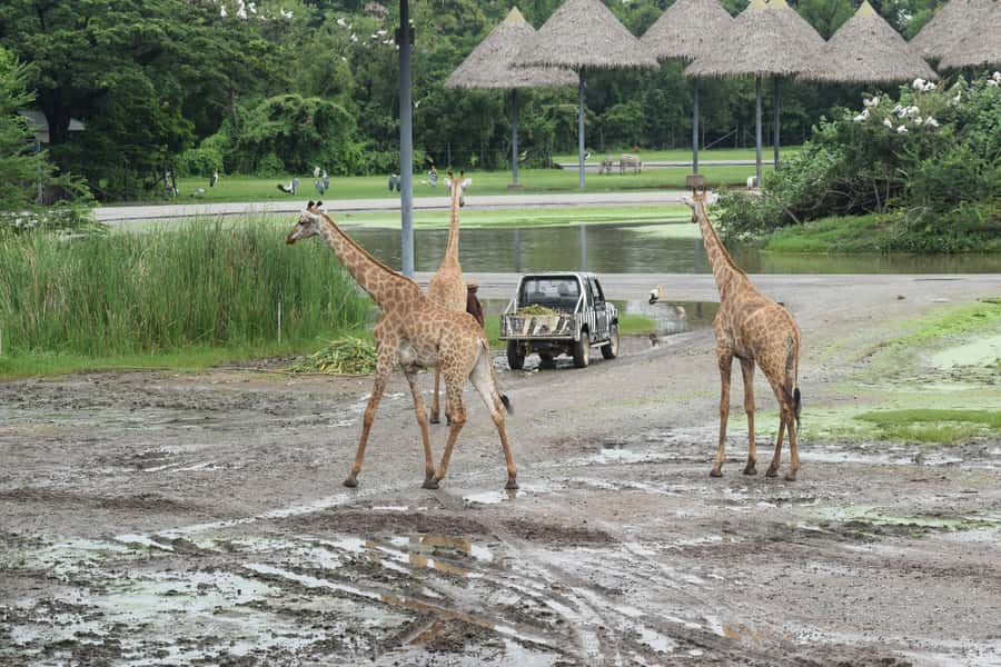 Bangkok Safari & Marine Park - Pickup from Bangkok without the taxi scramble