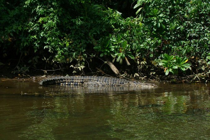 Bentota River Safari By BTM (Mangrove & Wildlife Encounter) - Key points before you book