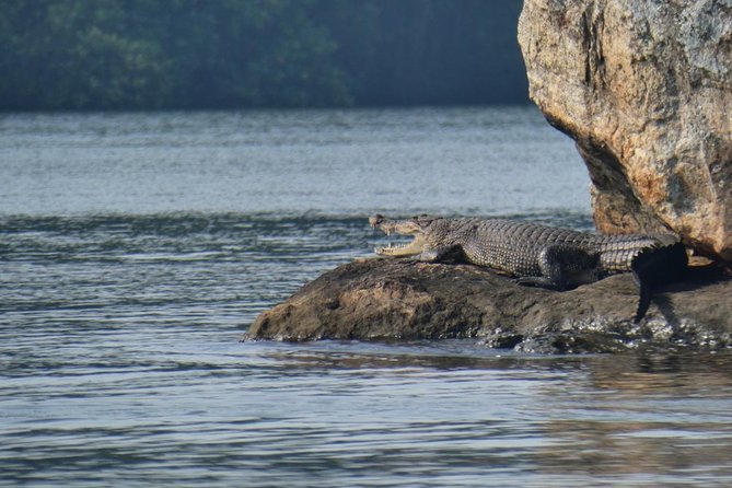 Bentota River Safari By BTM (Mangrove & Wildlife Encounter) - Is $32 a fair price?