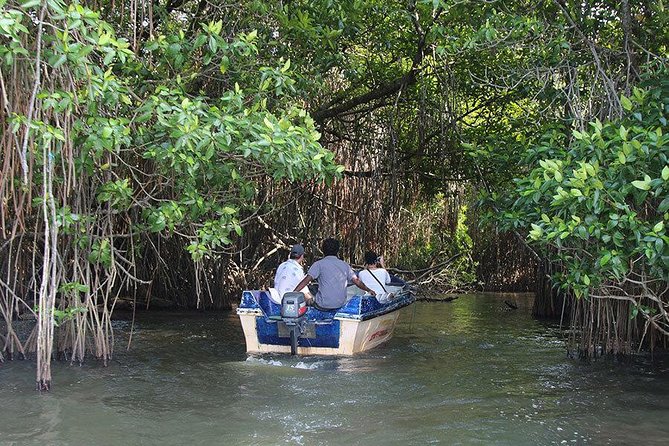 Bentota River Safari By BTM (Mangrove & Wildlife Encounter) - Pickup, timing, and what to expect
