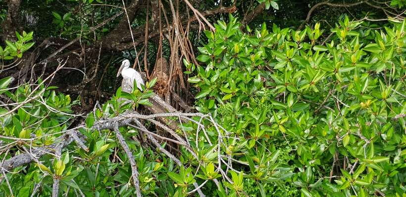 Bentota River Safari with Mangrove and Wildlife Encounter - Fresh coconut and pineapple along the way