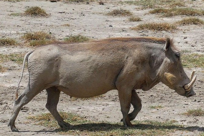 Best 3 days Tanzania shared Safari Tarangire Ngorororo Manyara - Why This Three-Park Route Works