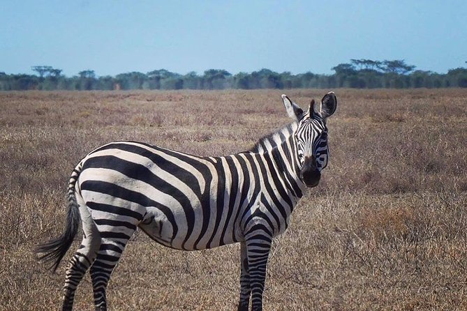Best 3 days Tanzania shared Safari Tarangire Ngorororo Manyara - Camping, Food, and What the Price Covers