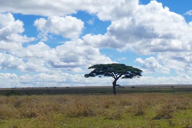 Best 3 days Tanzania shared Safari Tarangire Ngorororo Manyara - The 4x4 and Shared Group Experience