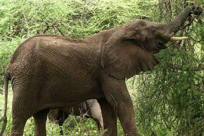 Best 3 days Tanzania shared Safari Tarangire Ngorororo Manyara - Guide Service and Organization