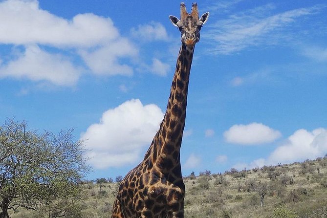 Best 3 days Tanzania shared Safari Tarangire Ngorororo Manyara - Who Should Choose This Safari?