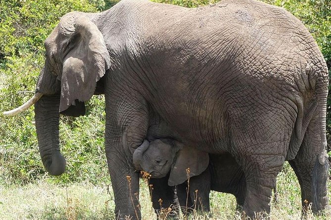 Best 3 days Tanzania shared Safari Tarangire Ngorororo Manyara - Day One: Tarangire’s Elephants and Baobab Trees