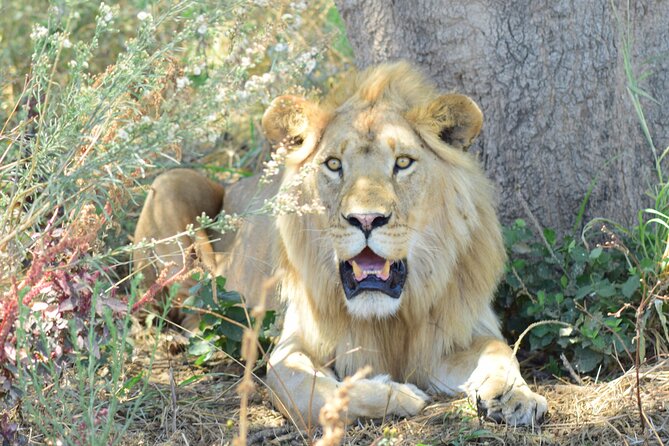 Best 5 Days Tanzania Private Luxury Safari with luxury Lodges - Key points to know before booking