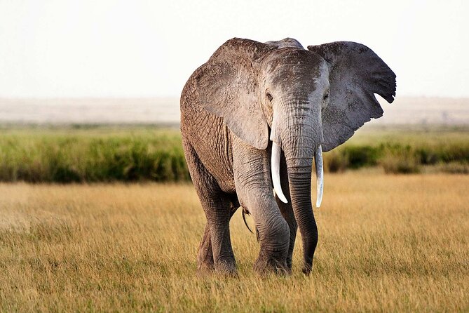 Best 5 Days Tanzania Private Luxury Safari with luxury Lodges - Day 3: A full day in Central Serengeti