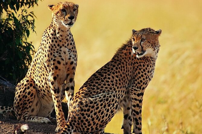 Best 5 Days Tanzania Private Luxury Safari with luxury Lodges - What the $3,174 price means