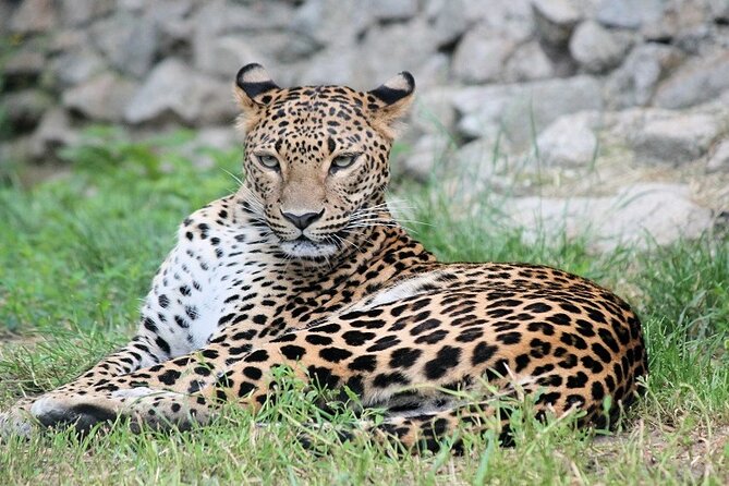 Best 5 Days Tanzania Private Luxury Safari with luxury Lodges - Day 2: Crossing toward Central Serengeti