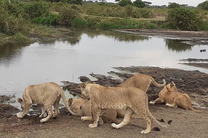 Best of Tanzania 5days 4nights safari - Key points to know before booking