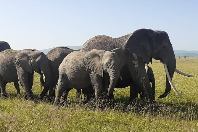 Best of Tanzania 5days 4nights safari - Day 1: Elephants and baobabs in Tarangire