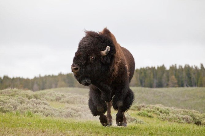 Best of Yellowstone - Guided National Park Safari Tour - Why this Yellowstone day works
