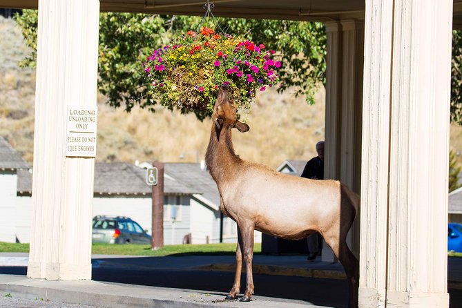 Best of Yellowstone - Guided National Park Safari Tour - The Continental Divide and Yellowstone’s high country