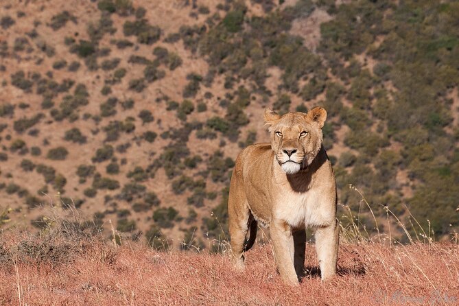 Big 5 Aquila Safari Full Day Tour and Lunch - The animals you may see at close range