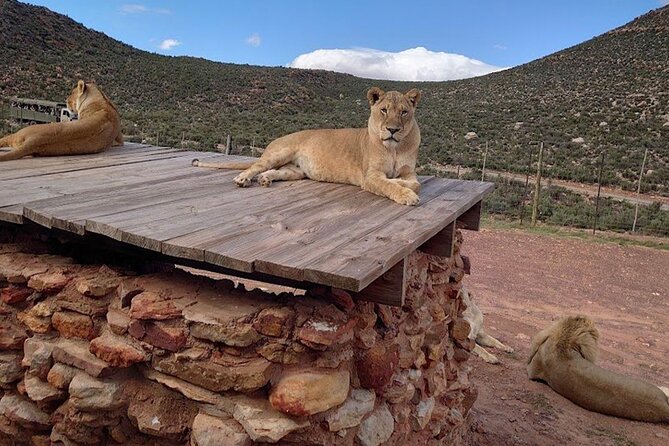 Big 5 Aquila Safari Full Day Tour and Lunch - Buffet lunch makes the long day easier