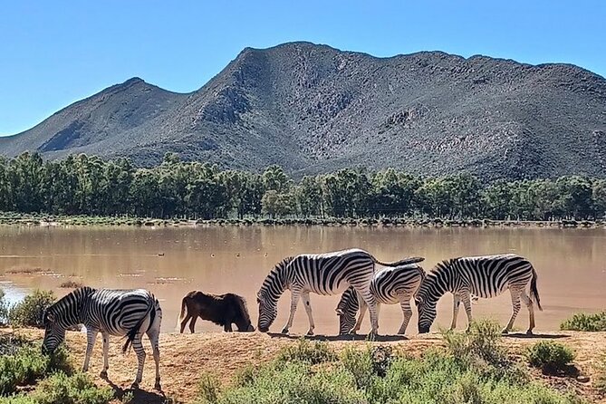 Big 5 Aquila Safari Full Day Tour and Lunch - What the $167.46 price really covers
