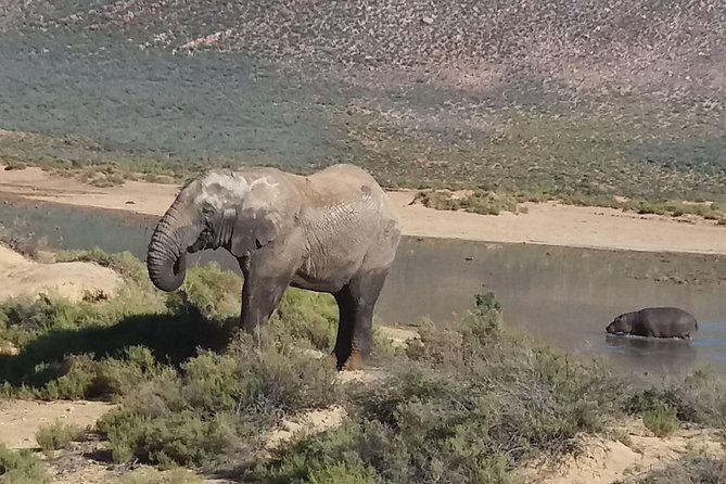 Big 5 Full Day Safari Aquila Lunch plus Breakfast From Cape Town - A Cape Town safari without another flight