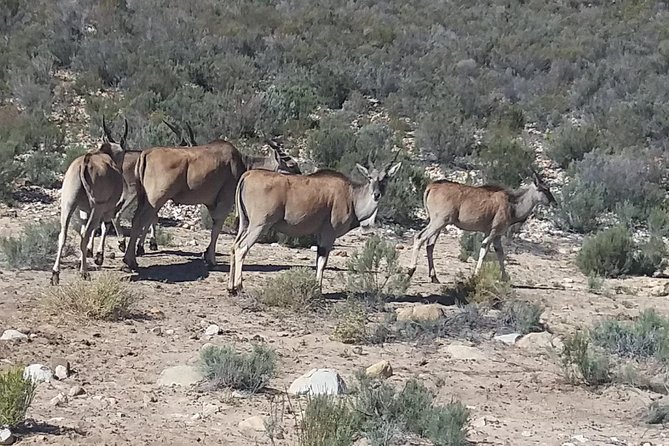 Big 5 Full Day Safari Aquila Lunch plus Breakfast From Cape Town - Why the small group size matters
