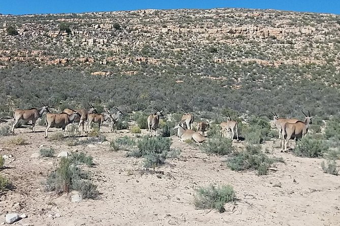 Big 5 Full Day Safari Aquila Lunch plus Breakfast From Cape Town - Who should book this experience?