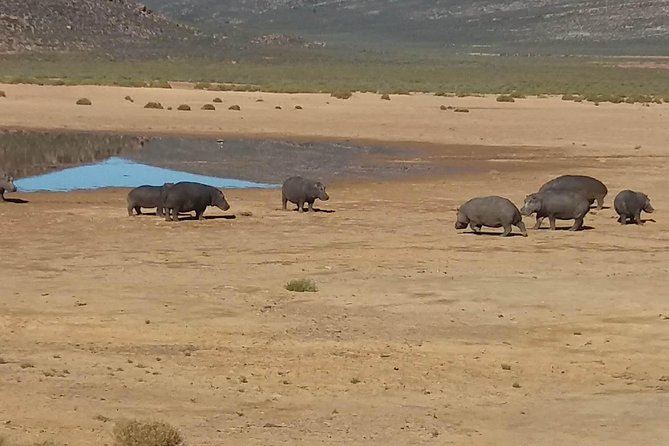 Big 5 Full Day Safari Aquila Lunch plus Breakfast From Cape Town - My call: a useful one-day safari with clear limits