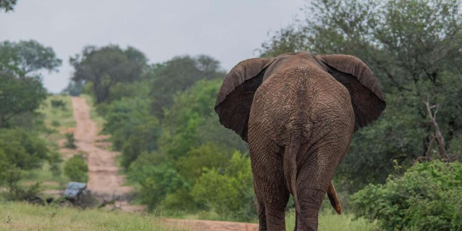 Big 5 Safari Am or Pm - Morning coffee or afternoon sundowners