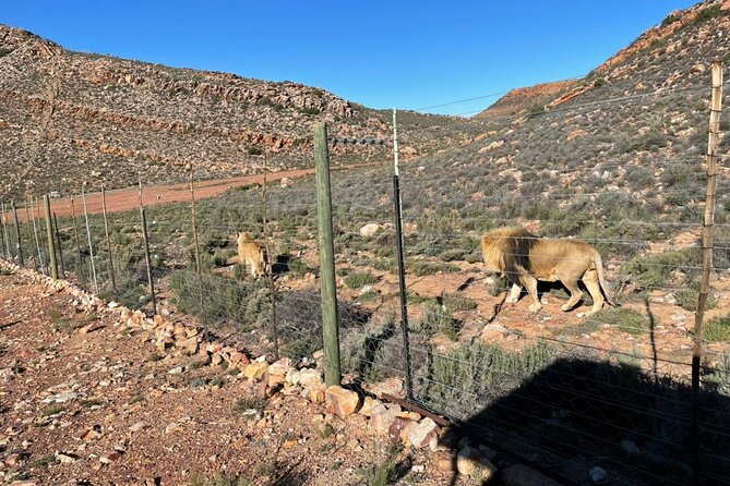 Big 5 Safari Aquila Full Day Private Return From Cape Town - A Cape Town safari without a second flight