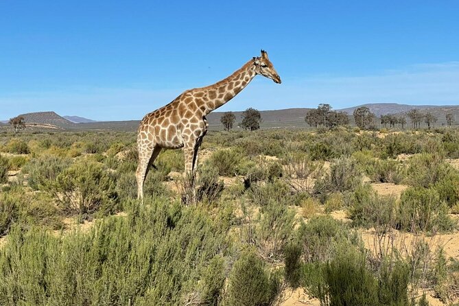 Big 5 Safari Aquila Full Day Private Return From Cape Town - Is $274.16 a fair price?