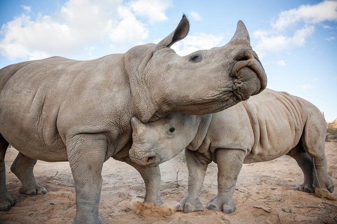 Big 5 Safari One Day Tour - How much value do you get for $227.99?