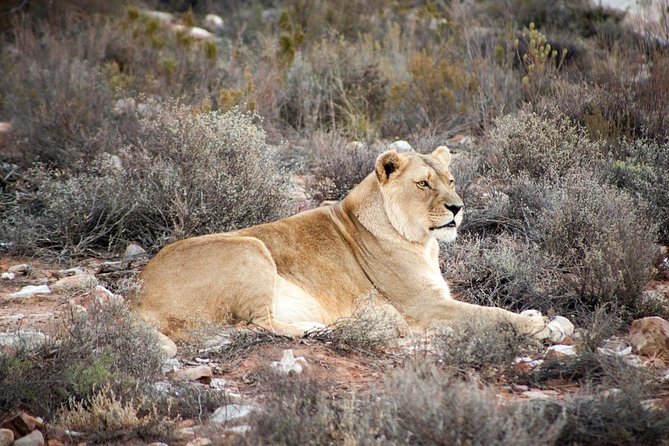 Big 5 Safari One Day Tour - The guide and driver can shape the whole day