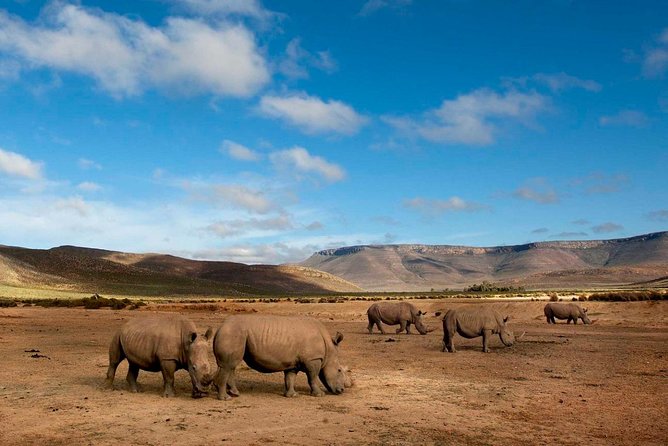 Big 5 Safari One Day Tour - Four hours inside Aquila Private Game Reserve