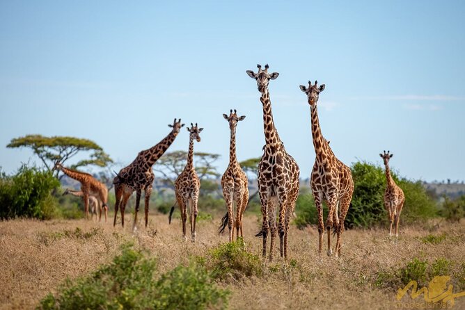 Big Five Classic Safari in Tanzania **Sustainable Travel approach - Four parks, one classic Tanzania route