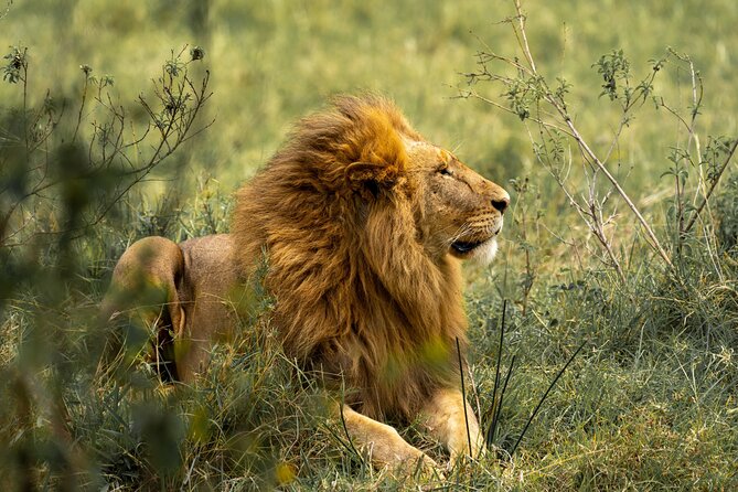 Big Five Classic Safari in Tanzania **Sustainable Travel approach - Day 3: The road to Serengeti