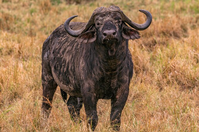 Big Five Classic Safari in Tanzania **Sustainable Travel approach - Day 4: A full day among the Serengeti plains