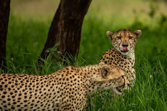 Big Five Classic Safari in Tanzania **Sustainable Travel approach - Day 7: A quiet finish near Kilimanjaro